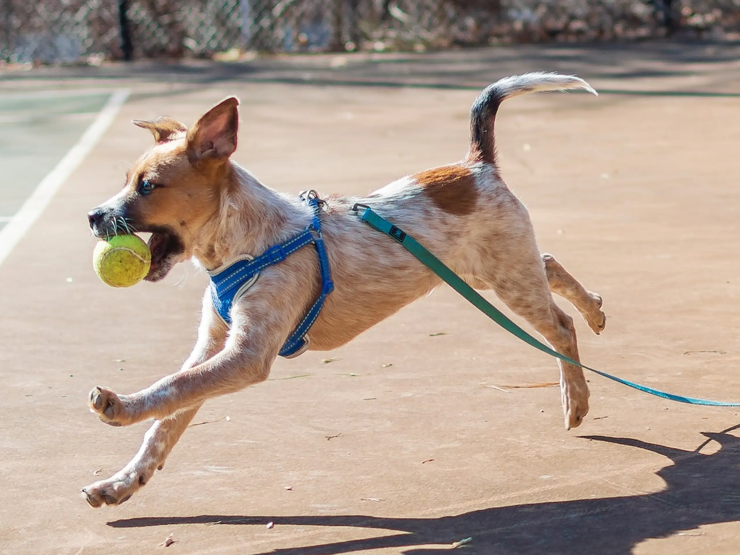 Can I Leave Harness On My Dog